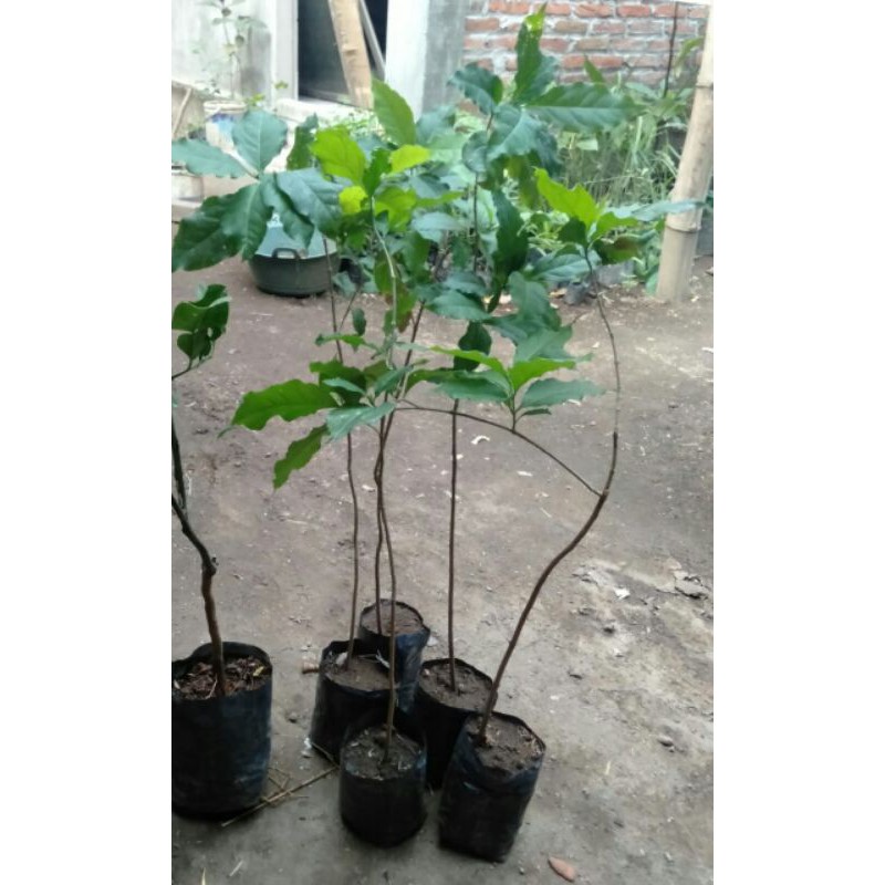 kacang arab // bibit kacang arab