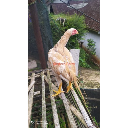 Ayam Hias Bangkok Ekor Lidi