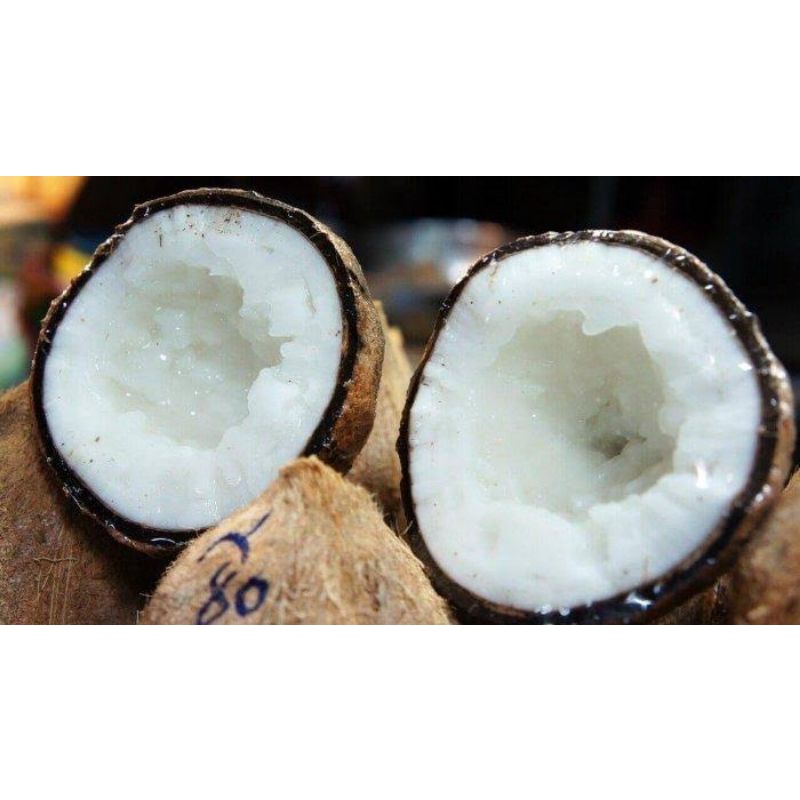 

Kelapa Kopyor