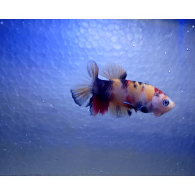 Ikan cupang baby giant candy nemo