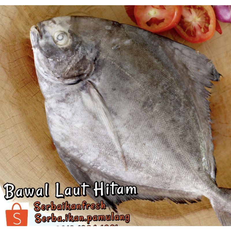 

IKAN BAWAL LAUT SEGAR MURAH / 900g - 1.000g (SIP)