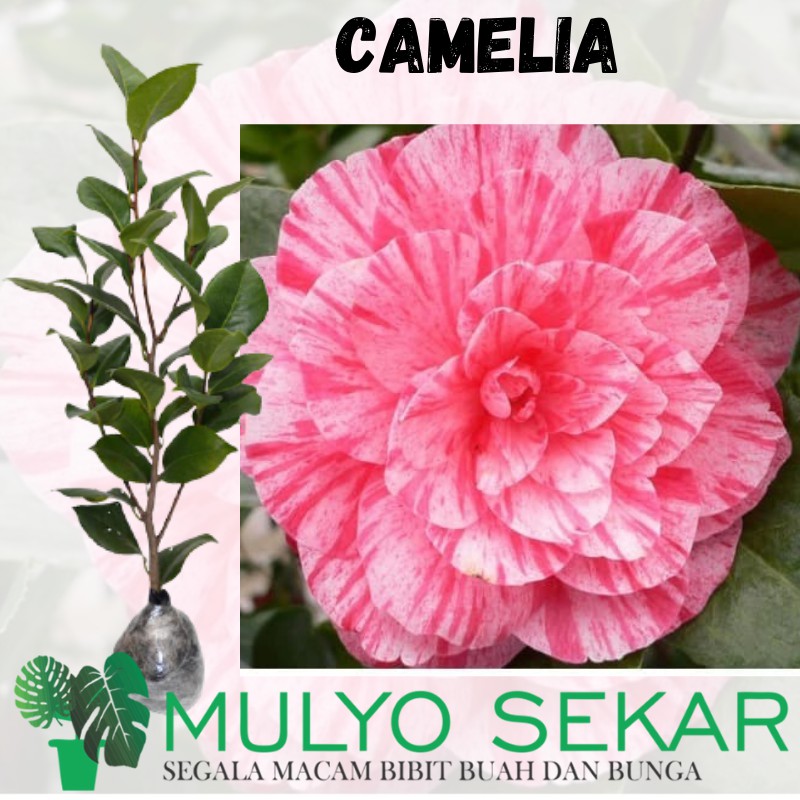 Bibit Bunga Camelia pink sembur - Tanaman hias camelia - bibit tanaman kamelia asli cangkok