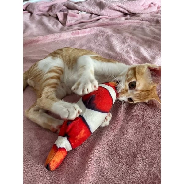 PH.Medan Mainan Kucing Boneka Nemo Catnip Fish Cat Toys