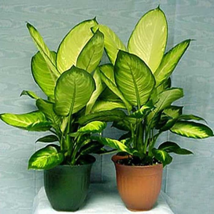 Tanaman Hias Indoor Aglaonema Dieffenbachia Camila Shopee Indonesia