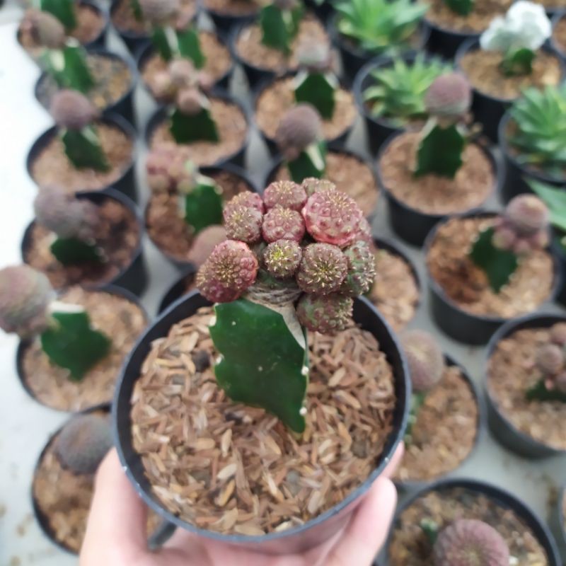 Sulcorebutia rauschii Cluster/Kaktus graft cluster