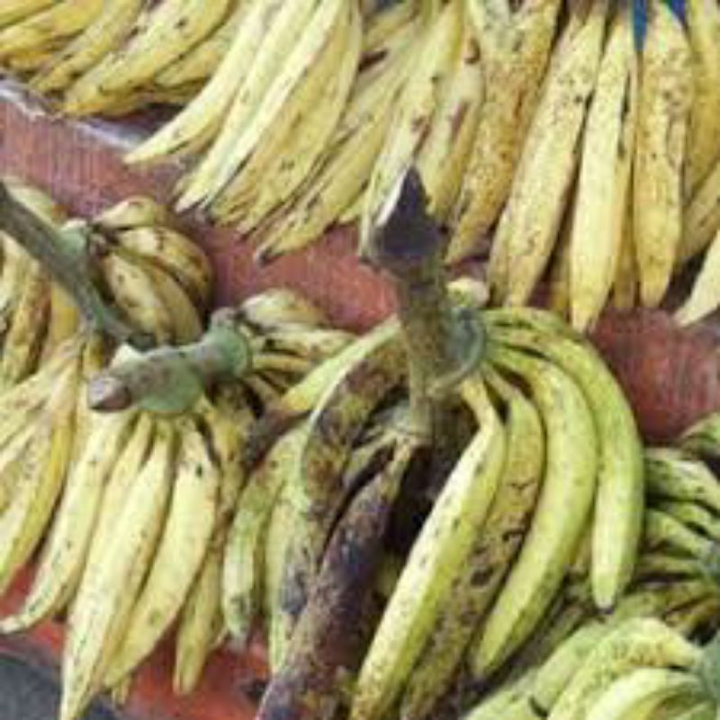 

Pisang tanduk _ 1 psc