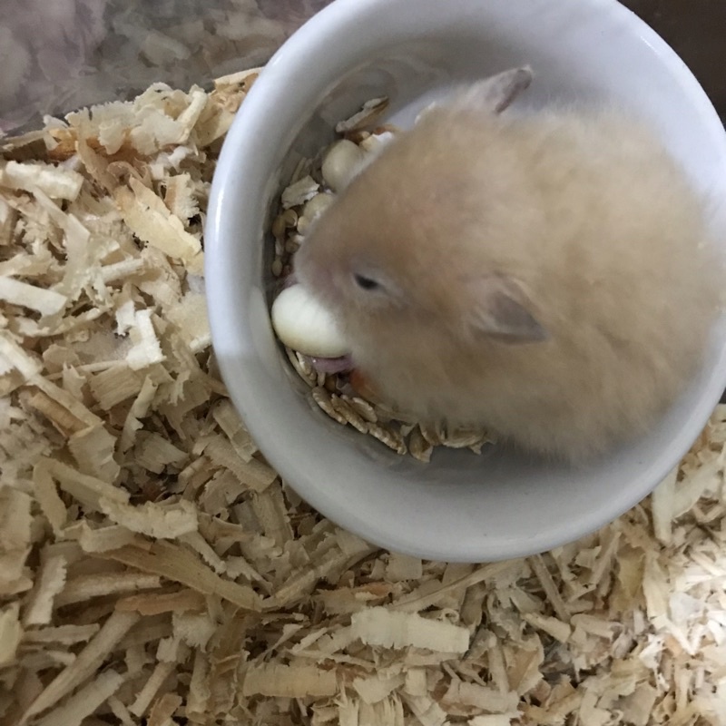 Snack hamster | Cemilan cookie hamster