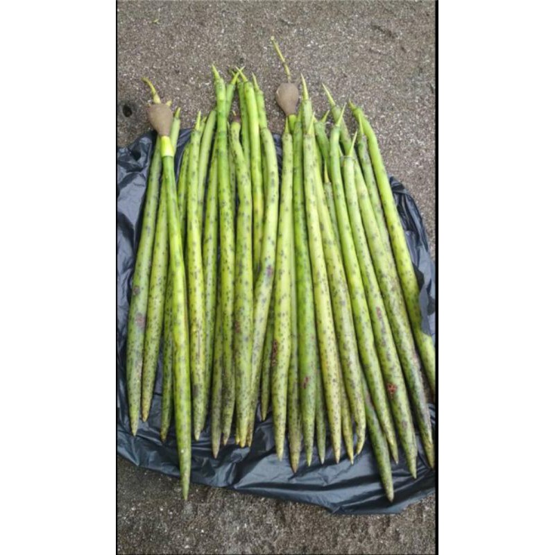 

Biji bibit bakau tanaman mangrove