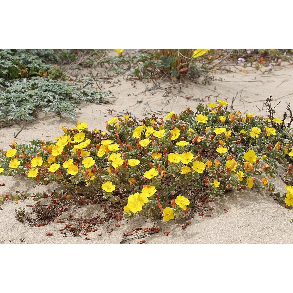 Benih Bibit Biji - Bunga Beach Evening Primrose Flower Seeds - IMPORT