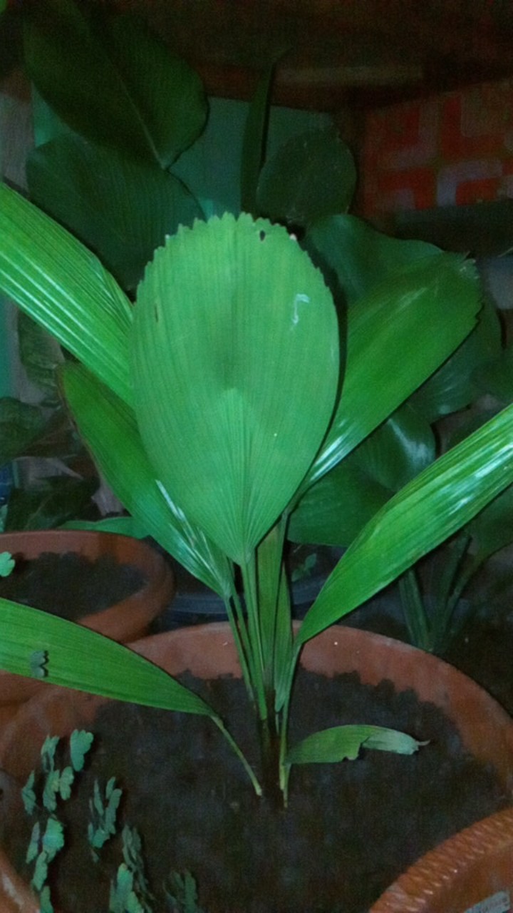 Tanaman Hias Mawar Tanpa Duri