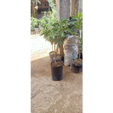 bibit alpukat berbunga