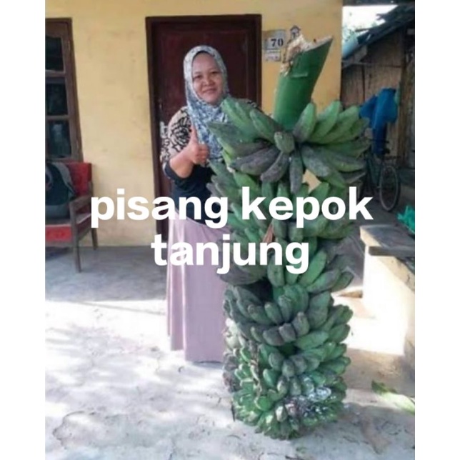 bibit pisang kepok tanjung