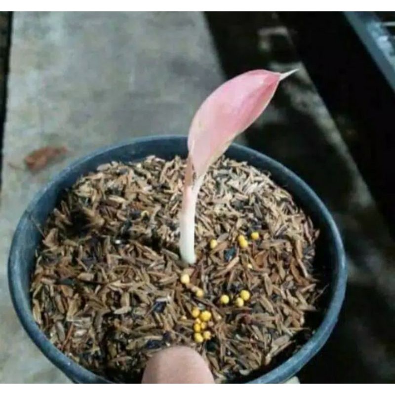 

binggol nesxia 2 paket