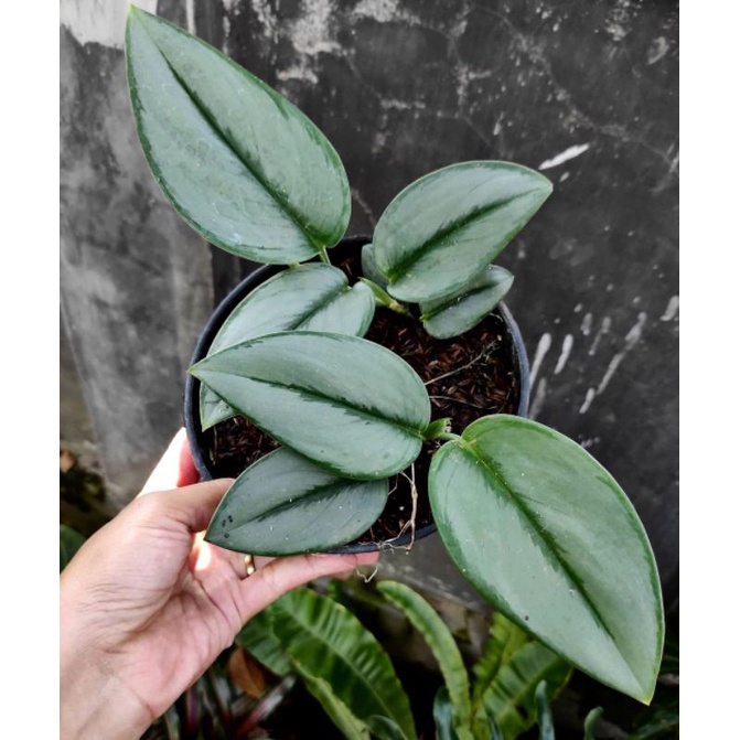 scindapsus moonlight