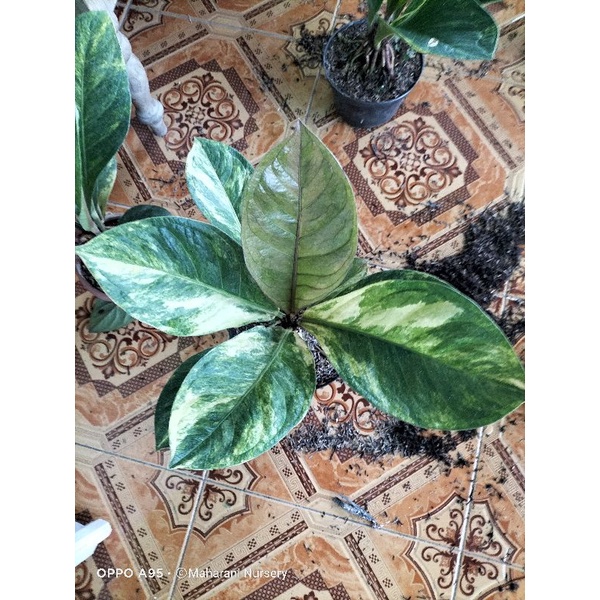 jemani remaja mewah id tornado & cobra batik