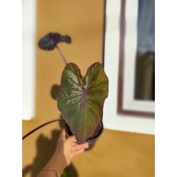 ColocasiaHybrid