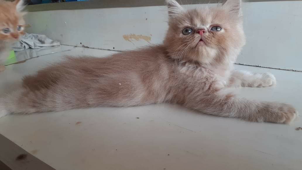 Botol Minum Anjing Portable Multifungsi Dengan Wadah Makanan Untuk Travel