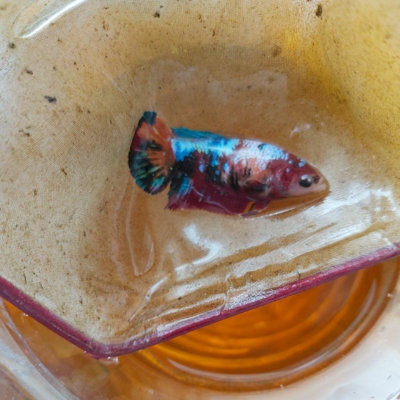 Female Cupang Betina Koi Galaxy Multicolor GRADE
