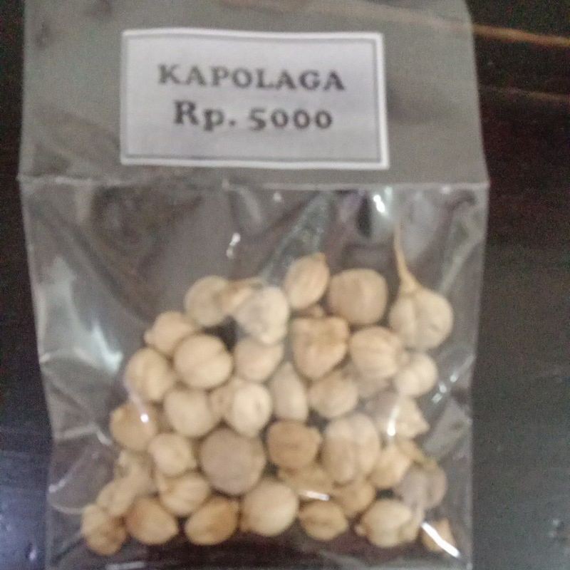 

KAPOLAGA putih