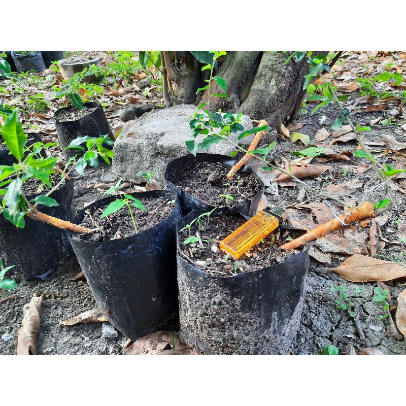 bahan bonsai sisir mame small /3 batang.