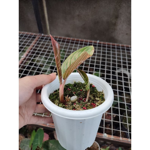 aglaonema kresna