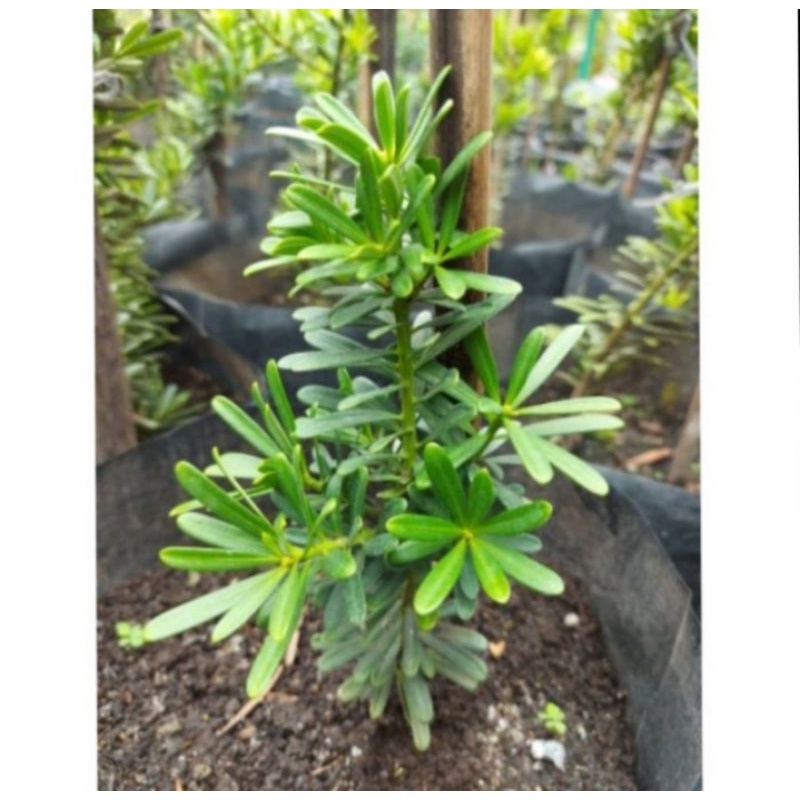 bahan bonsai lohansung cincuan