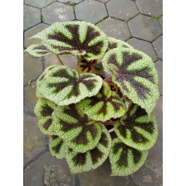 Begonia Mansoniana - Begonia Karpet