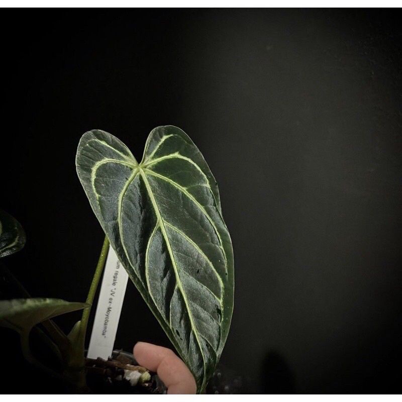 Anthurium regale baby