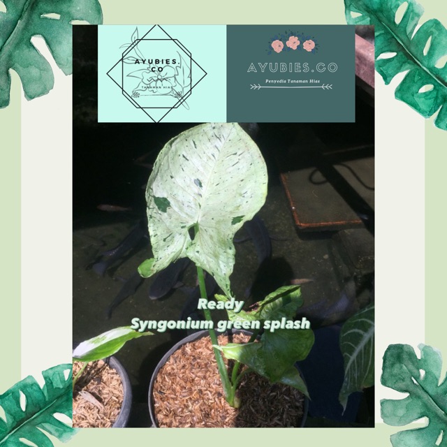 Syngonium green splash