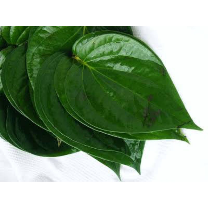 

Daun sirih segar 50.lembar langsung petik dari kebun