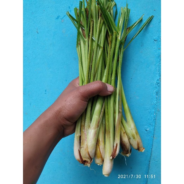 

PROMO Jual serai masak segar /1 pcs fress!!