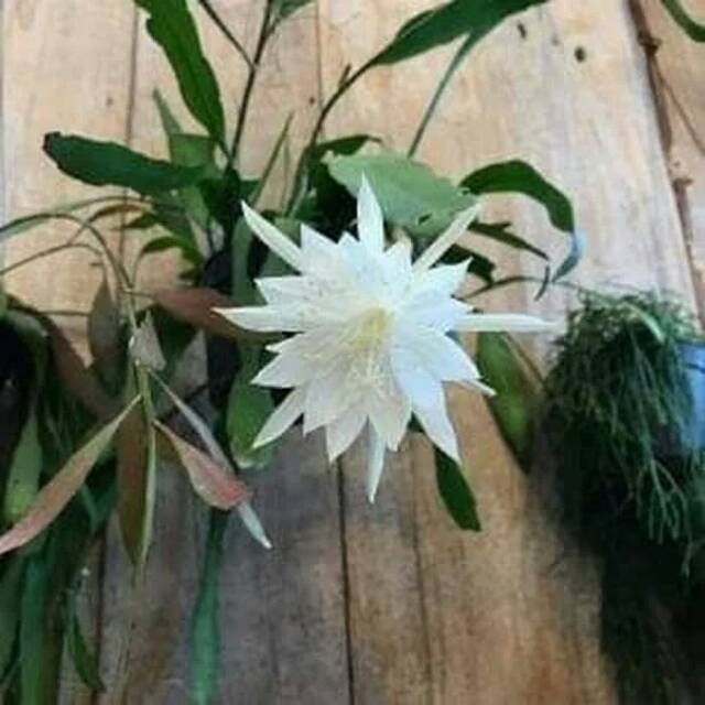 Tanaman hias Wijaya Kusuma  epiphyllum anguliger