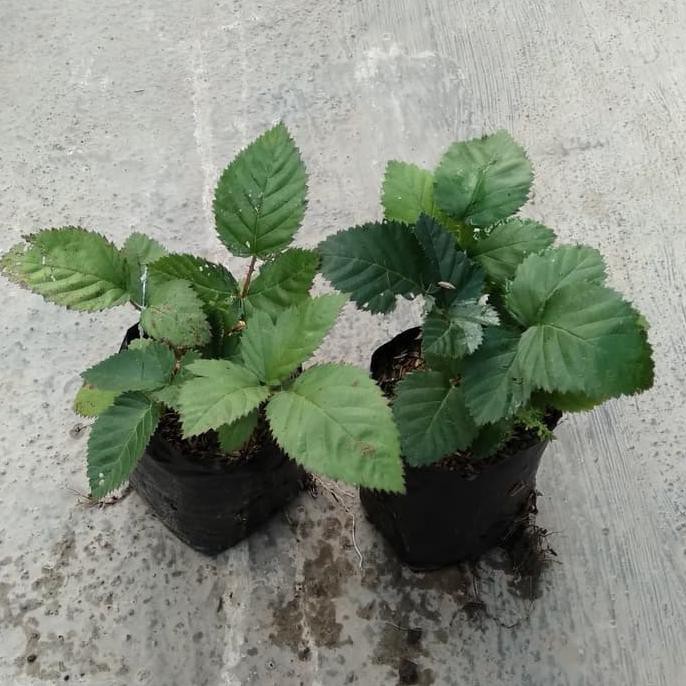 Tanaman Bunga Sepatu Putih Variegata - Bibit Pohon Kembang Hias Daun pr0m0