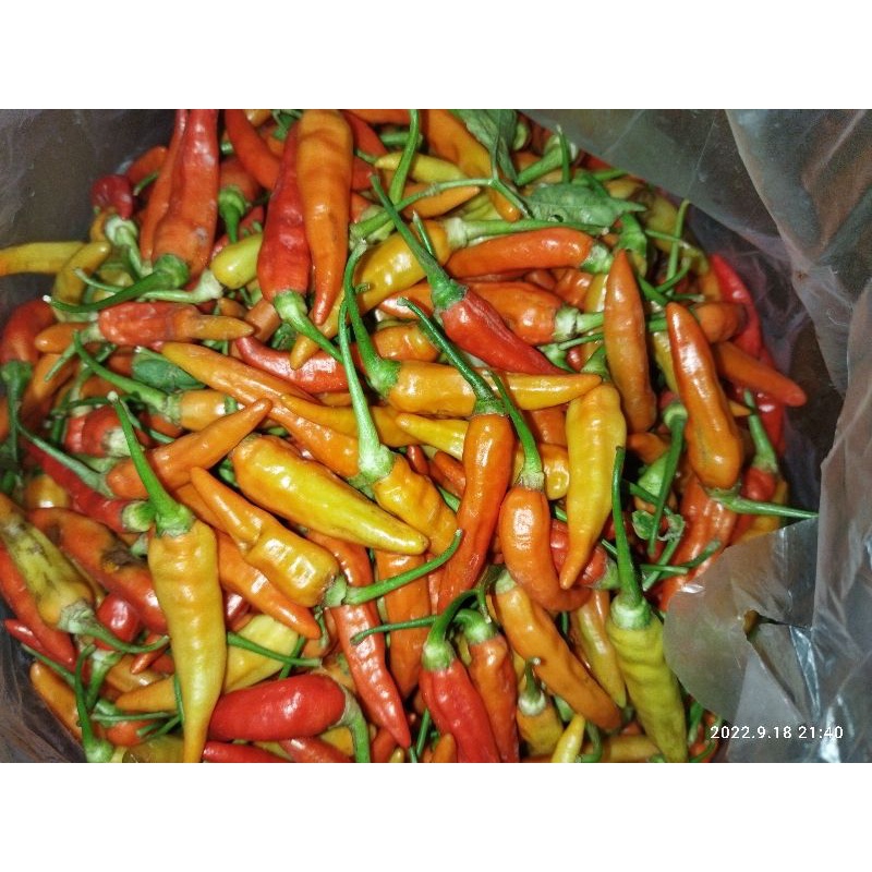 

cabai rawit merah