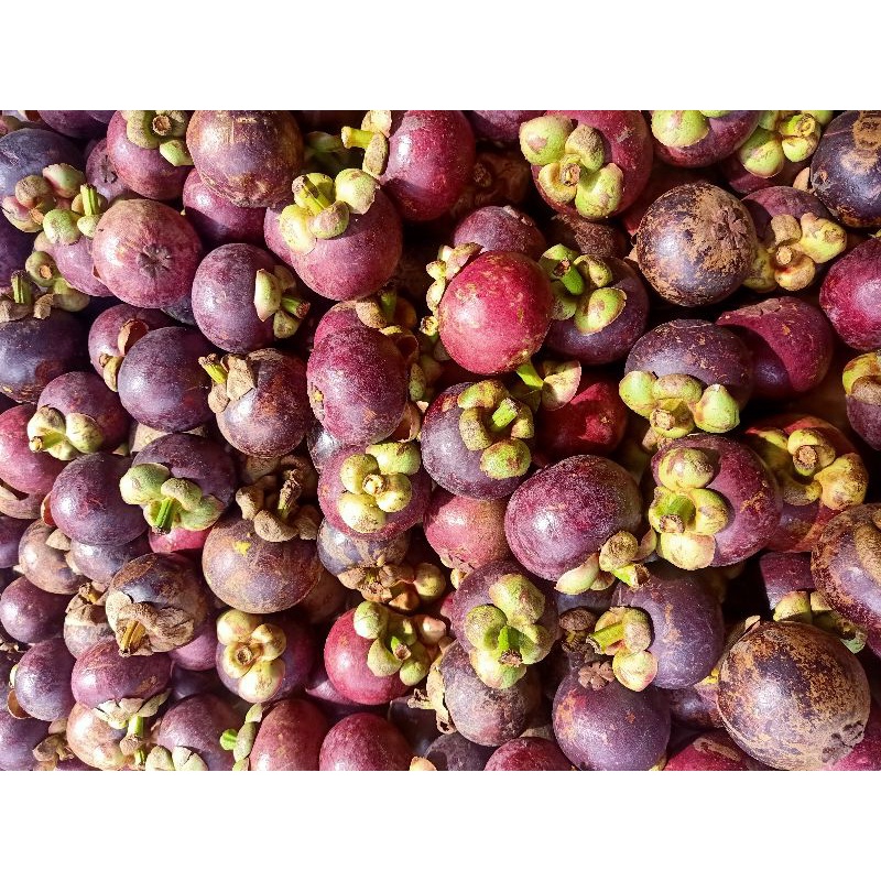 BUAH MANGGIS MANGOOSTEN SEGAR MANIS MURAH SEKILO ISI 5- 10 PERKILO 1 KG