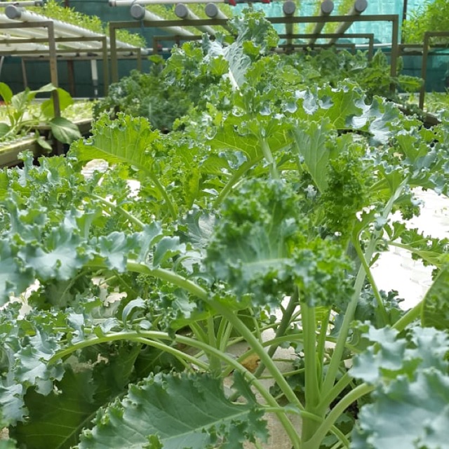 

Kale Organic