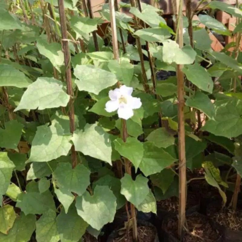 tanaman hias rambat tumbergia - bunga tumbergia