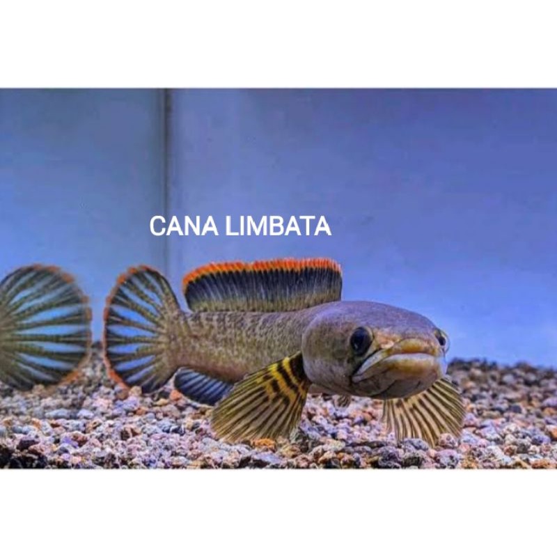 CANA LIMBATA SIZ 8/15
