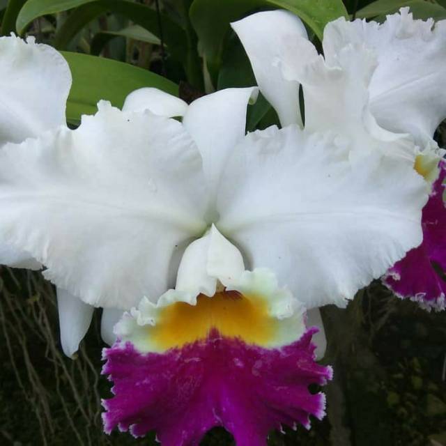 Tanaman hias anggrek cattleya dewasa