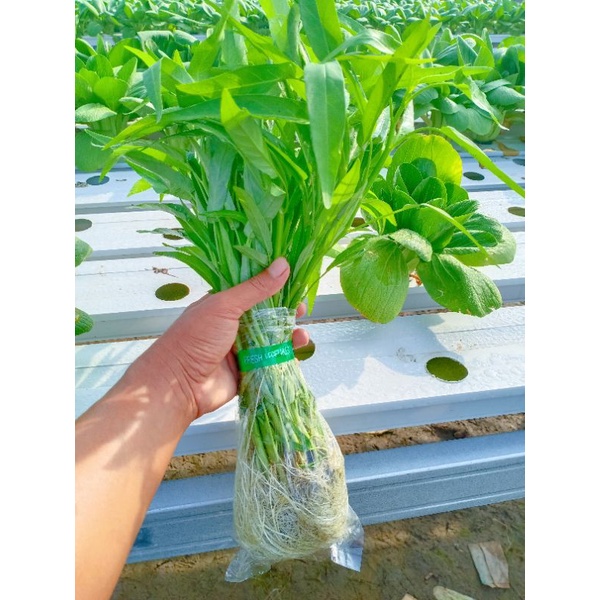 kangkung hidroponik