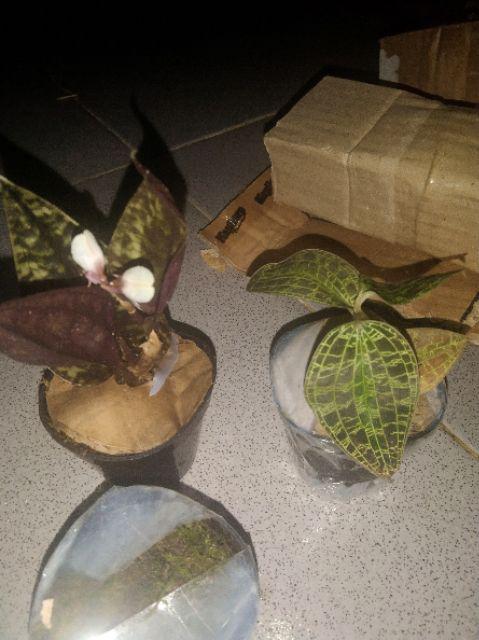 Jewel Orchid Nephelaphyllum Red Promo Bonus Pot