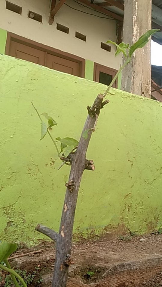 Tanaman Hias Taman Bougenville Putih