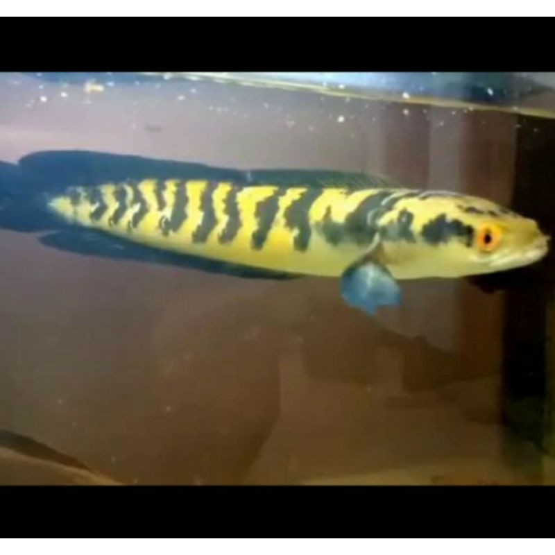 Channa/chana maru yellow sentarum/YS red eye murah
