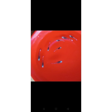 

ikanguppybluekoi