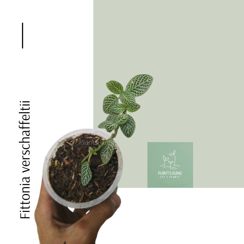 Tanaman Hias Fittonia verschaffeltii