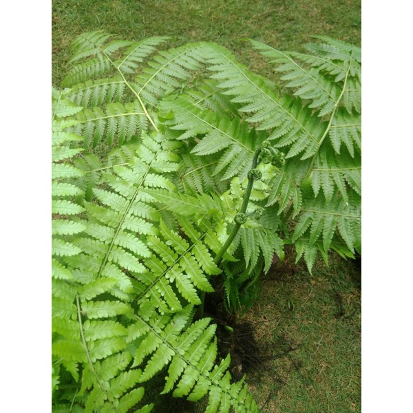 Bibit pakis sayur gunung,Pakis sayur tanaman hias,obat herbal