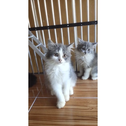 KITTEN abu putih IMUT