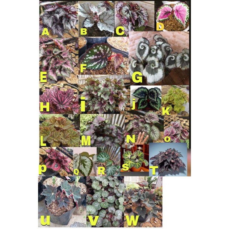 Tanaman Hias Begonia Rex Beli 4 Jenis begonia Gratis 1 jenis random