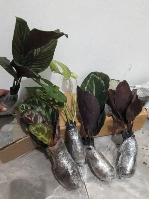 Tanaman Hias Spesial Paket Calathea - Kalatea Silverplat,gr.lipstik,ornata,makoyana