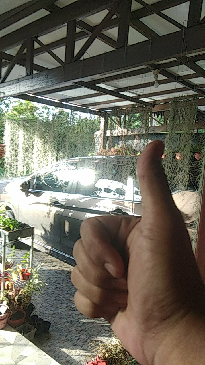 Tilandsia Atau Jenggot Musa Atau Jenggot Dewa 40 Cm